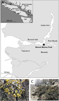 Impacts of Acidic Seawater on Early Developmental Stages of Fucus gardneri at Burrard Inlet, British Columbia